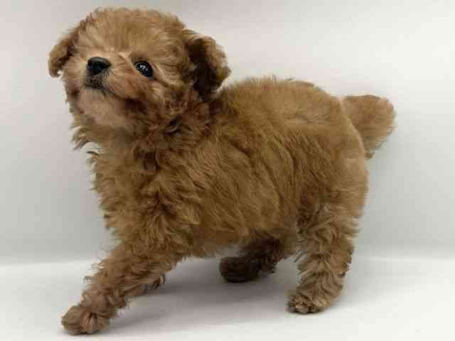 大阪府のトイプードル(トイ) (ひごペットフレンドリーららぽーとEXPOCITY店/2025年9月16日生まれ/女の子/レッドフォーン)の子犬の3枚目の画像