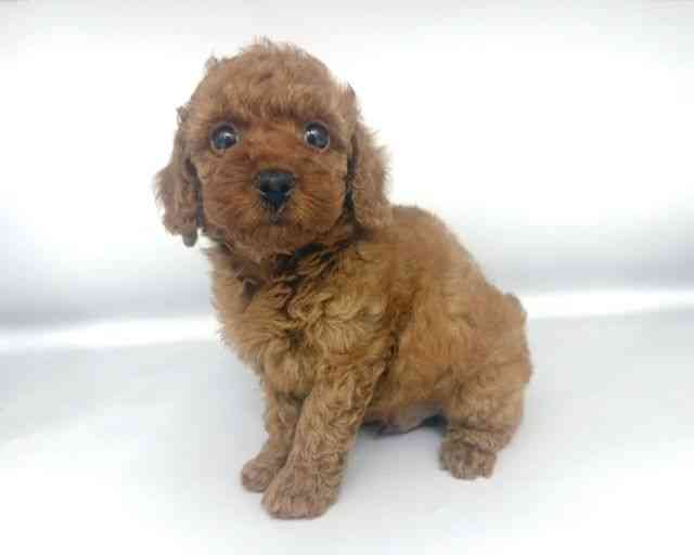 大阪府のトイプードル(トイ) (ひごペットフレンドリー岸和田店/2025年9月17日生まれ/男の子/レッドフォーン)の子犬の3枚目の画像