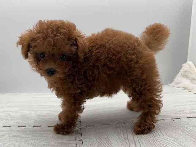 島根県のトイプードル(トイ) (ひごペットフレンドリーイオンモール出雲店/2025年9月11日生まれ/男の子/レッドフォーン)の子犬の3枚目の画像