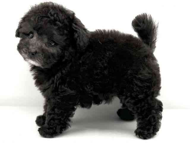 大阪府のトイプードル(トイ) (ひごペットフレンドリーららぽーとEXPOCITY店/2025年9月16日生まれ/男の子/シルバー)の子犬の3枚目の画像