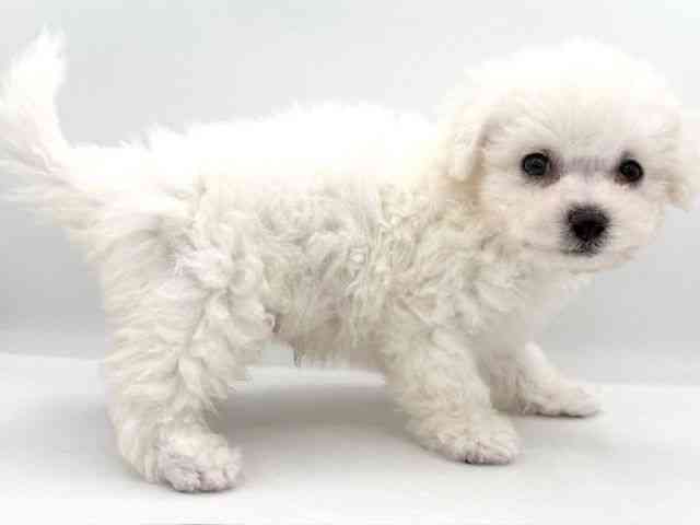 大阪府のビションフリーゼ (ひごペットフレンドリーイオンそよら海老江店/2025年9月16日生まれ/男の子/ホワイト)の子犬の3枚目の画像