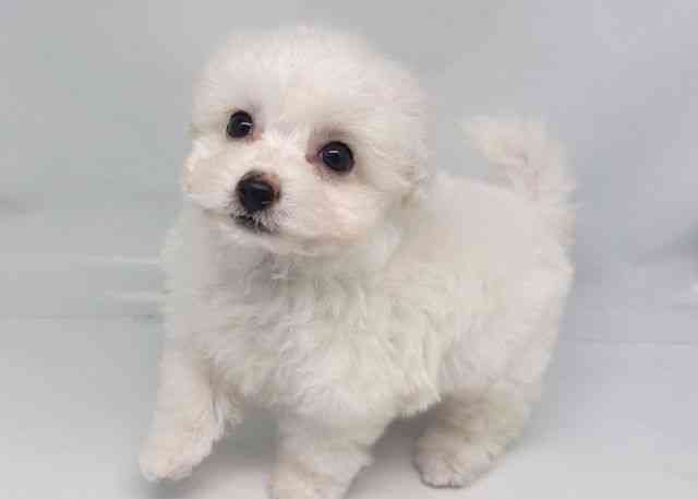 鳥取県のビションフリーゼ (ひごペットフレンドリーイオンモール鳥取北店/2025年9月16日生まれ/男の子/ホワイト)の子犬の3枚目の画像