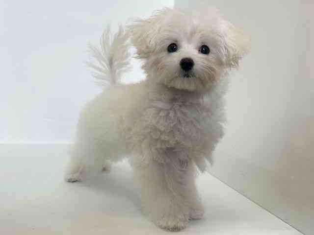 大阪府のマルプー(マルチーズ×プードル) (ひごペットフレンドリーアクロスプラザ住之江店/2025年9月12日生まれ/男の子/ホワイト)の子犬の3枚目の画像