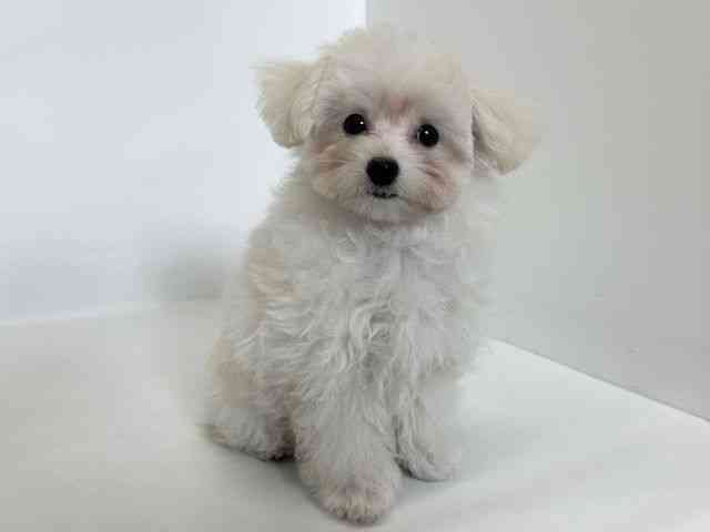 大阪府のマルプー(マルチーズ×プードル) (ひごペットフレンドリーアクロスプラザ住之江店/2025年9月12日生まれ/男の子/ホワイト)の子犬の3枚目の画像