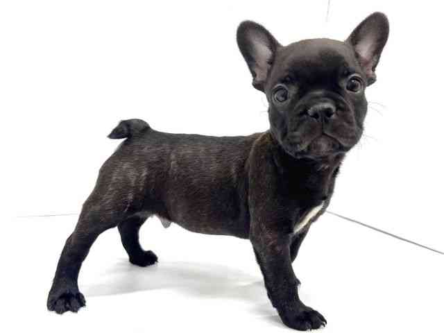 広島県のフレンチブルドッグ (ひごペットフレンドリーフジグラン神辺店/2025年9月19日生まれ/男の子/ブリンドルホワイト)の子犬の3枚目の画像