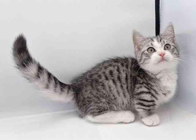 島根県のジェネッタ (ひごペットフレンドリーイオン松江ショッピングセンター店/2025年9月20日生まれ/男の子/シルバータビーホワイト)の子猫の3枚目の画像