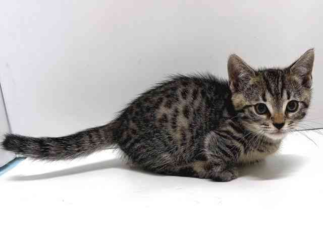 奈良県のジェネッタ (ひごペットフレンドリー奈良パワーシティ店/2025年9月20日生まれ/男の子/ブラウンスポットタビー)の子猫の3枚目の画像