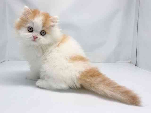 京都府のサイベリアン (ひごペットフレンドリー洛北阪急スクエア店/2025年9月20日生まれ/男の子/クリームホワイト)の子猫の3枚目の画像