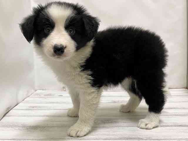 和歌山県のボーダーコリー (ひごペットフレンドリーパームシティ和歌山店/2025年9月18日生まれ/女の子/ブラックホワイト)の子犬の3枚目の画像