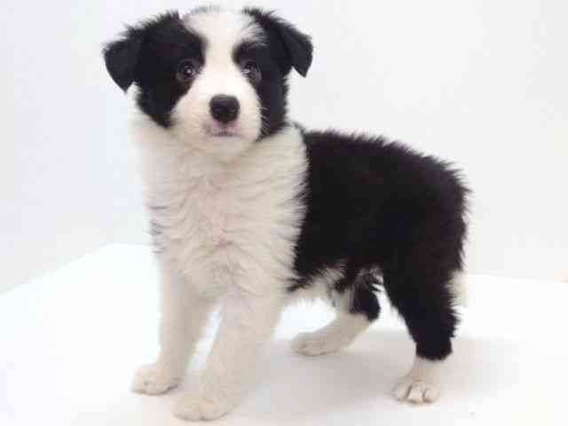 大阪府のボーダーコリー (ひごペットフレンドリーいこらもーる泉佐野店/2025年9月18日生まれ/女の子/ブラックホワイト)の子犬の3枚目の画像