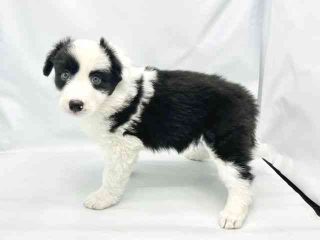 大阪府のボーダーコリー (ひごペットフレンドリーイトーヨーカドー津久野店/2025年9月18日生まれ/女の子/ブラックホワイト)の子犬の3枚目の画像