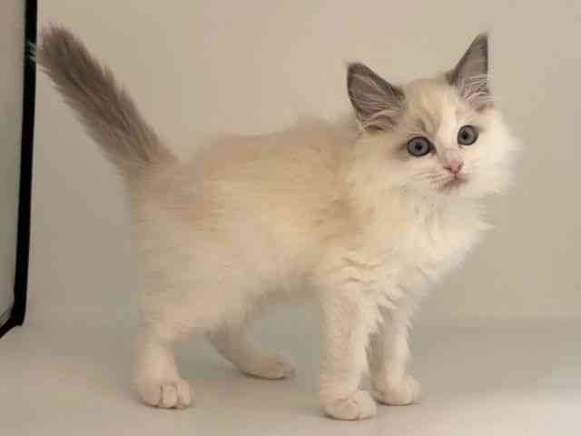 愛知県のラグドール (ひごペットフレンドリープライムツリー赤池店/2025年9月19日生まれ/女の子/ブルーポイントバイカラー)の子猫の3枚目の画像