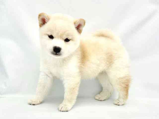 大阪府の柴犬(標準サイズ) (ひごペットフレンドリーイトーヨーカドー津久野店/2025年9月20日生まれ/女の子/白)の子犬の3枚目の画像