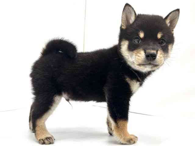 広島県の柴犬(標準サイズ) (ひごペットフレンドリーフジグラン神辺店/2025年9月18日生まれ/男の子/黒)の子犬の3枚目の画像