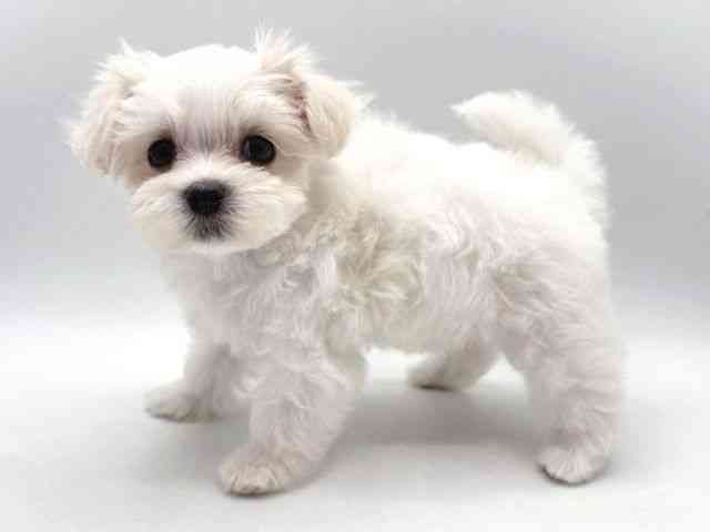 広島県のマルチーズ (ひごペットフレンドリーフジグラン神辺店/2025年9月20日生まれ/女の子/ホワイト)の子犬の3枚目の画像