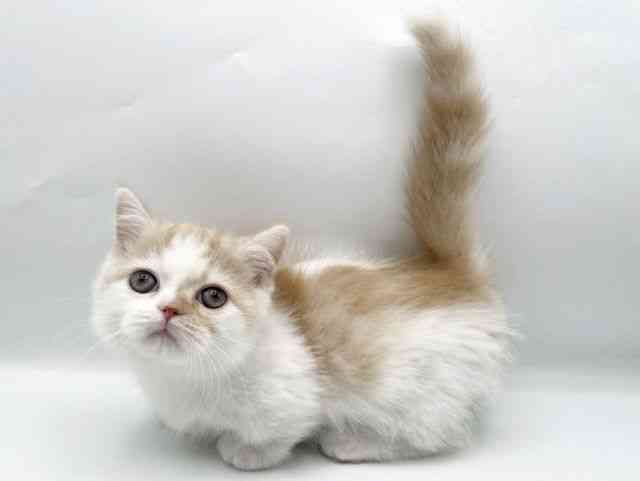 奈良県のマンチカン (ひごペットフレンドリートナリエ大和高田店/2025年9月20日生まれ/男の子/クリームタビーホワイト)の子猫の3枚目の画像