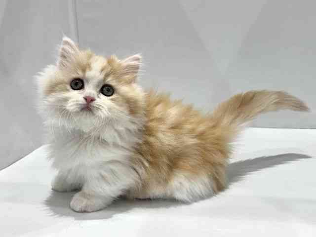 大阪府のマンチカン (ひごペットフレンドリーセブンパーク天美店/2025年9月13日生まれ/女の子/クリームタビーホワイト)の子猫の3枚目の画像