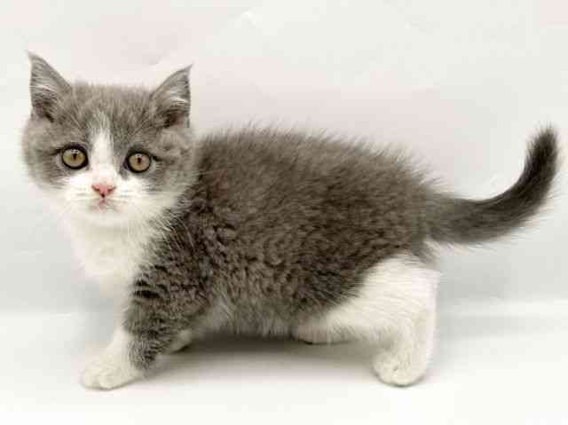 奈良県のブリティッシュショートヘアー (ひごペットフレンドリートナリエ大和高田店/2025年9月19日生まれ/男の子/ブルーホワイト)の子猫の3枚目の画像