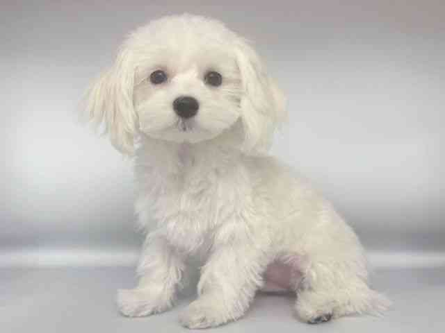 大阪府のハーフ犬・ミックス犬 (ひごペットフレンドリー岸和田店/2025年9月20日生まれ/男の子/ホワイト)の子犬の3枚目の画像