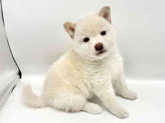 大阪府の柴犬(標準サイズ) (ひごペットフレンドリーイオンタウン豊中庄内店/2025年9月20日生まれ/男の子/白)の子犬の3枚目の画像