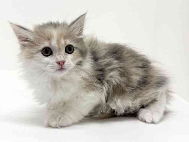 大阪府のサイベリアン (ひごペットフレンドリーくずはモール店/2025年9月17日生まれ/女の子/ダイリュートキャリコ)の子猫の3枚目の画像