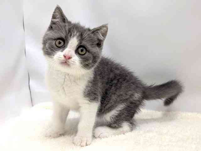 広島県のブリティッシュショートヘアー (ひごペットフレンドリーゆめタウン廿日市店/2025年9月20日生まれ/男の子/ブルーホワイト)の子猫の3枚目の画像
