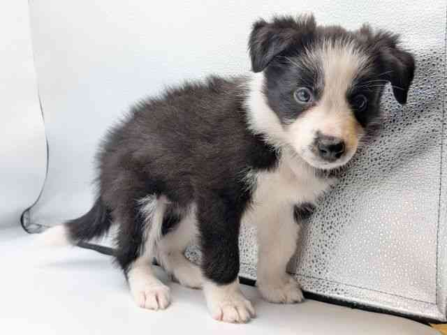 香川県のボーダーコリー (ひごペットフレンドリーゆめタウン高松店/2025年9月20日生まれ/女の子/ブラックホワイト)の子犬の3枚目の画像