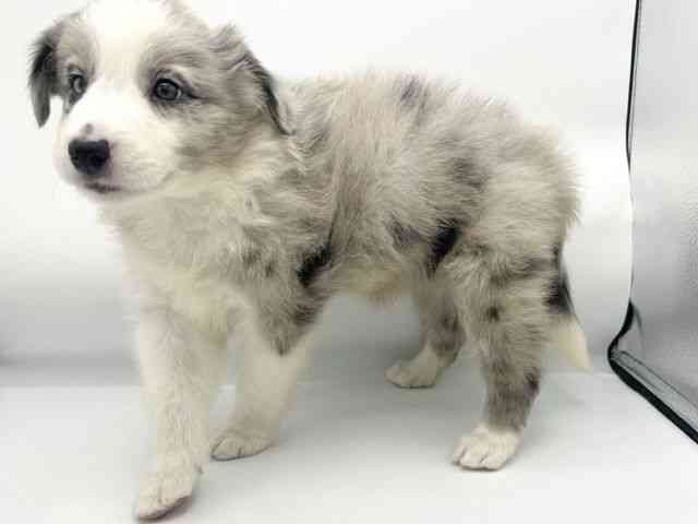 大阪府のボーダーコリー (ひごペットフレンドリーららぽーとEXPOCITY店/2025年9月20日生まれ/女の子/ブルーマール)の子犬の3枚目の画像