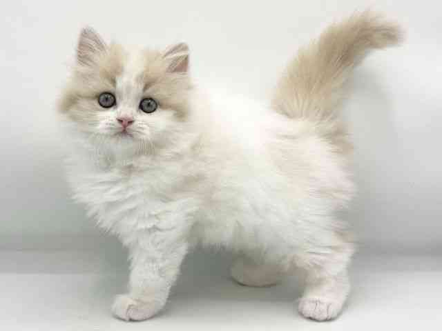 大阪府のサイベリアン (ひごペットフレンドリーららぽーとEXPOCITY店/2025年9月20日生まれ/男の子/クリームホワイト)の子猫の3枚目の画像