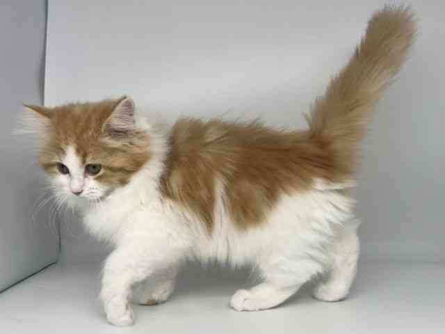 徳島県のサイベリアン (ひごペットフレンドリーゆめタウン徳島店/2025年9月20日生まれ/女の子/レッドタビーホワイト)の子猫の3枚目の画像