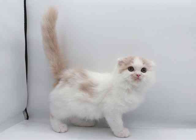 島根県のスコティッシュフォールド (ひごペットフレンドリーイオン松江ショッピングセンター店/2025年9月20日生まれ/男の子/クリームホワイト)の子猫の3枚目の画像