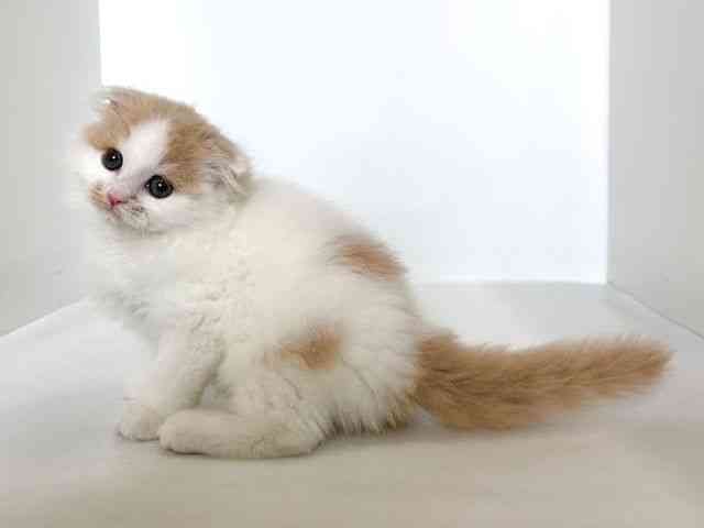 大阪府のスコティッシュフォールド (ひごペットフレンドリーアクロスプラザ住之江店/2025年9月20日生まれ/男の子/クリームホワイト)の子猫の3枚目の画像