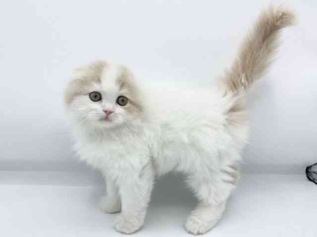 大阪府のスコティッシュフォールド (ひごペットフレンドリーららぽーとEXPOCITY店/2025年9月20日生まれ/男の子/クリームホワイト)の子猫の3枚目の画像