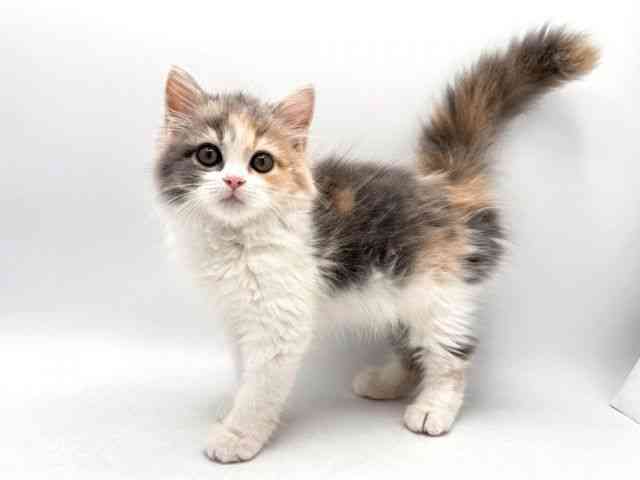 奈良県のサイベリアン (ひごペットフレンドリー田原本店/2025年9月20日生まれ/女の子/ダイリュートキャリコ)の子猫の3枚目の画像