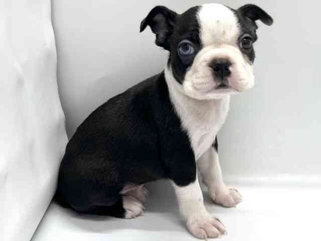 京都府のボストンテリア (ひごペットフレンドリー京都店/2025年9月20日生まれ/男の子/ボストンカラー)の子犬の3枚目の画像