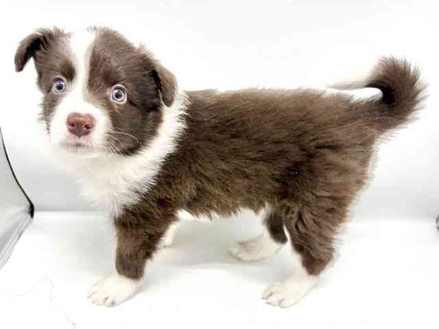 大阪府のボーダーコリー (ひごペットフレンドリーイオンタウン豊中庄内店/2025年9月20日生まれ/男の子/チョコレートホワイト)の子犬の3枚目の画像