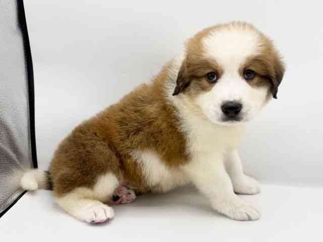 大阪府のハーフ犬・ミックス犬 (ひごペットフレンドリーららぽーとEXPOCITY店/2025年9月20日生まれ/男の子/レッドホワイト)の子犬の3枚目の画像