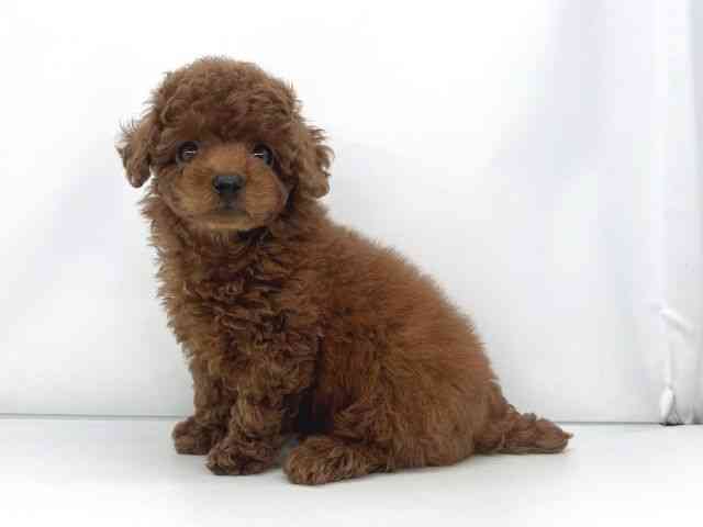 兵庫県のトイプードル(トイ) (ひごペットフレンドリーイオンタウン加古川店/2025年9月20日生まれ/男の子/レッド)の子犬の3枚目の画像