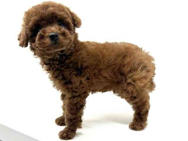 兵庫県のトイプードル(トイ) (ひごペットフレンドリーブルメールHAT神戸店/2025年9月20日生まれ/男の子/レッド)の子犬の3枚目の画像