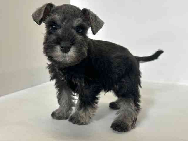 大阪府のミニチュアシュナウザー (ひごペットフレンドリーアクロスプラザ住之江店/2025年9月20日生まれ/男の子/ソルトペッパー)の子犬の3枚目の画像