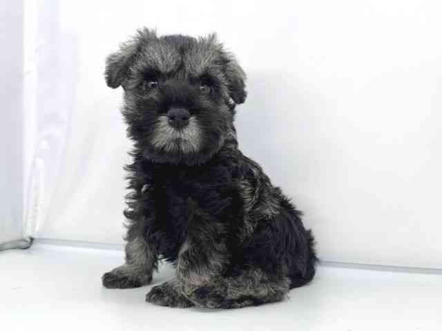 兵庫県のミニチュアシュナウザー (ひごペットフレンドリーイオンタウン加古川店/2025年9月20日生まれ/男の子/ソルトペッパー)の子犬の3枚目の画像