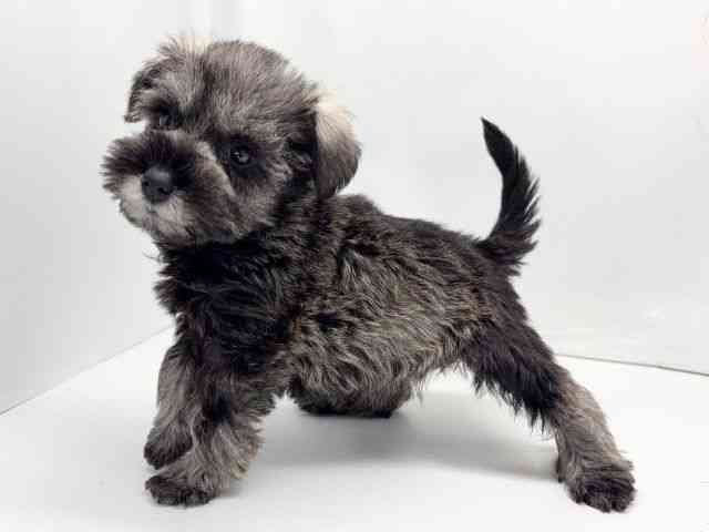 京都府のミニチュアシュナウザー (ひごペットフレンドリー洛北阪急スクエア店/2025年9月20日生まれ/女の子/ソルトペッパー)の子犬の3枚目の画像