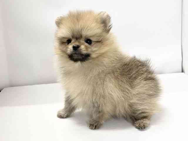 愛媛県のポメラニアン (ひごペットフレンドリーイオンモール今治新都市店/2025年9月19日生まれ/男の子/オレンジ)の子犬の3枚目の画像