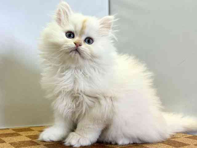 愛媛県のサイベリアン (ひごペットフレンドリーエミフルMASAKI店/2025年9月19日生まれ/男の子/クリームタビーホワイト)の子猫の3枚目の画像