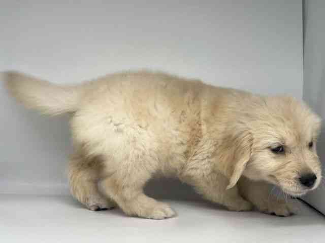 徳島県のゴールデンレトリバー (ひごペットフレンドリーゆめタウン徳島店/2025年9月20日生まれ/女の子/ゴールデン)の子犬の3枚目の画像