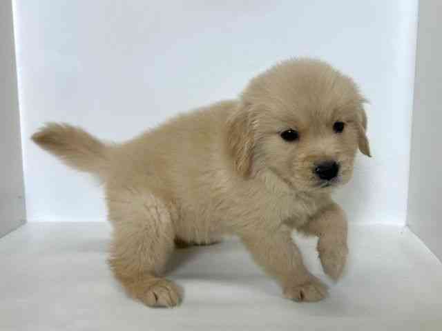 大阪府のゴールデンレトリバー (ひごペットフレンドリーアクロスプラザ住之江店/2025年9月20日生まれ/女の子/ゴールデン)の子犬の3枚目の画像