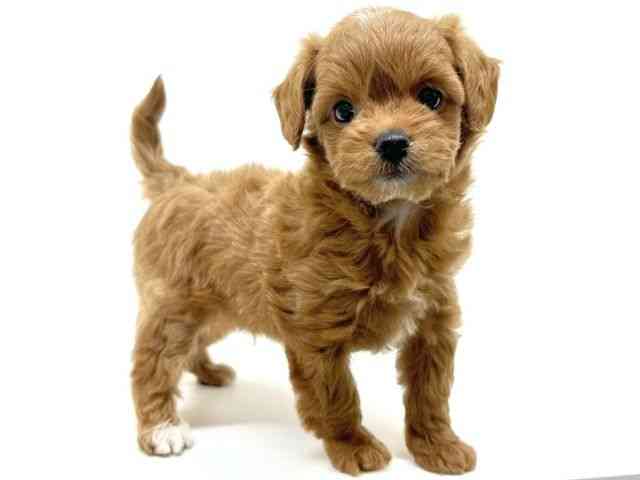 兵庫県のチワプー/プーチー(チワワ×プードル) (ひごペットフレンドリーブルメールHAT神戸店/2025年9月20日生まれ/男の子/レッド)の子犬の3枚目の画像