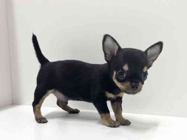 愛知県のチワワ(スムース) (ひごペットフレンドリーららぽーと名古屋みなとアクルス店/2025年9月20日生まれ/男の子/ブラックタン)の子犬の3枚目の画像