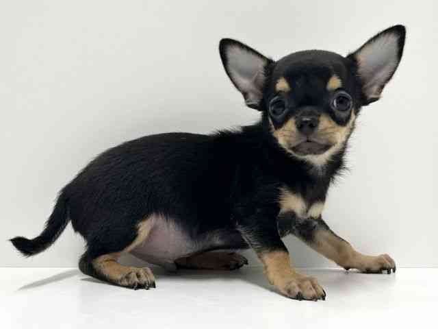 愛知県のチワワ(スムース) (ひごペットフレンドリーららぽーと名古屋みなとアクルス店/2025年9月20日生まれ/男の子/ブラックタン)の子犬の3枚目の画像