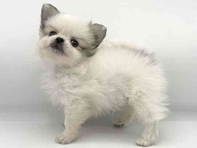大阪府のポメチワ/チワポメ/ポメチー(ポメラニアン×チワワ) (ひごペットフレンドリーららぽーとEXPOCITY店/2025年9月19日生まれ/男の子/パーティーカラー)の子犬の3枚目の画像